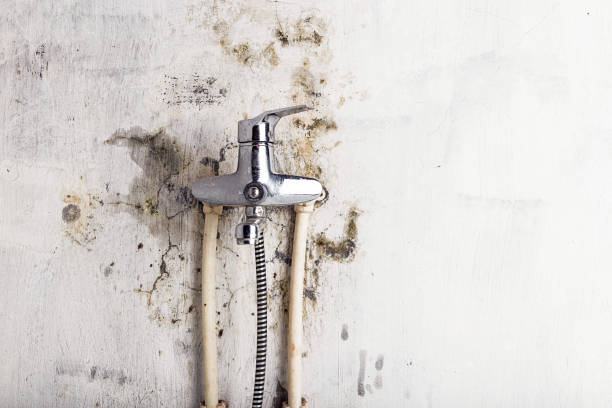 Best Mold Removal Near Me  in Ocilla, GA