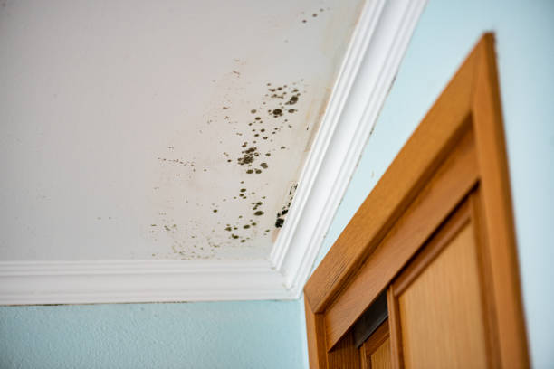 Best Mold Testing  in Ocilla, GA