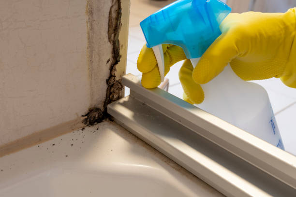 Best Local Mold Removal Service  in Ocilla, GA