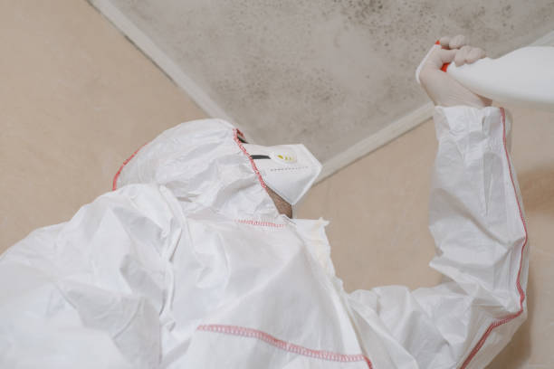 Best Mold Damage Repair  in Ocilla, GA