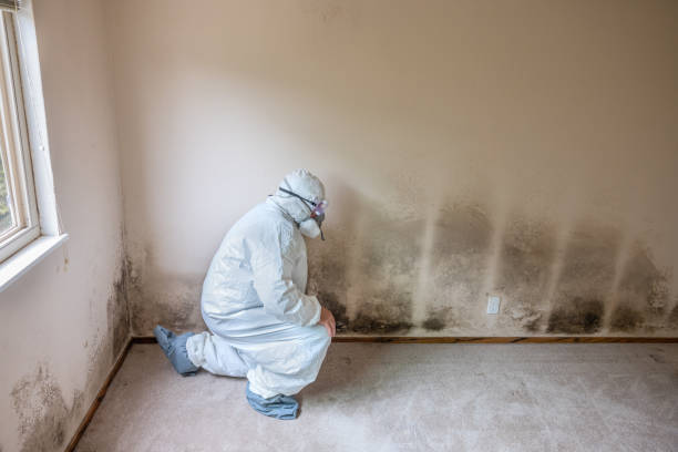 Best Crawl Space Mold Removal  in Ocilla, GA