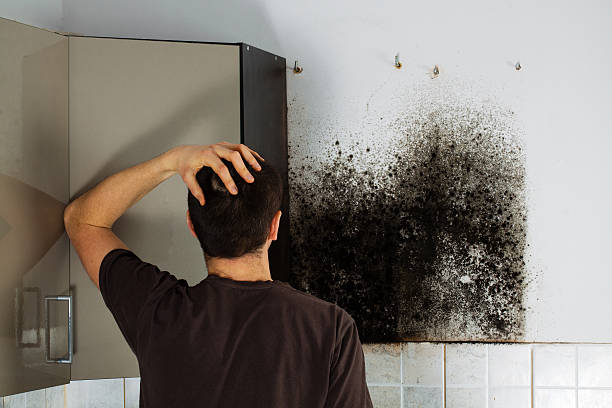 Office Mold Removal Services in Ocilla, GA
