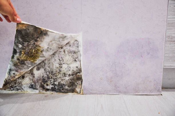 Ocilla, GA Mold Removal Company